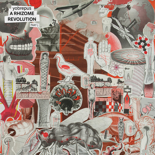 ARP076CD Yobrepus.jpg